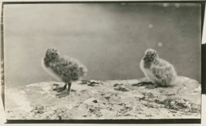 Image: 2- young Glaucous Gulls on ledge on cliff